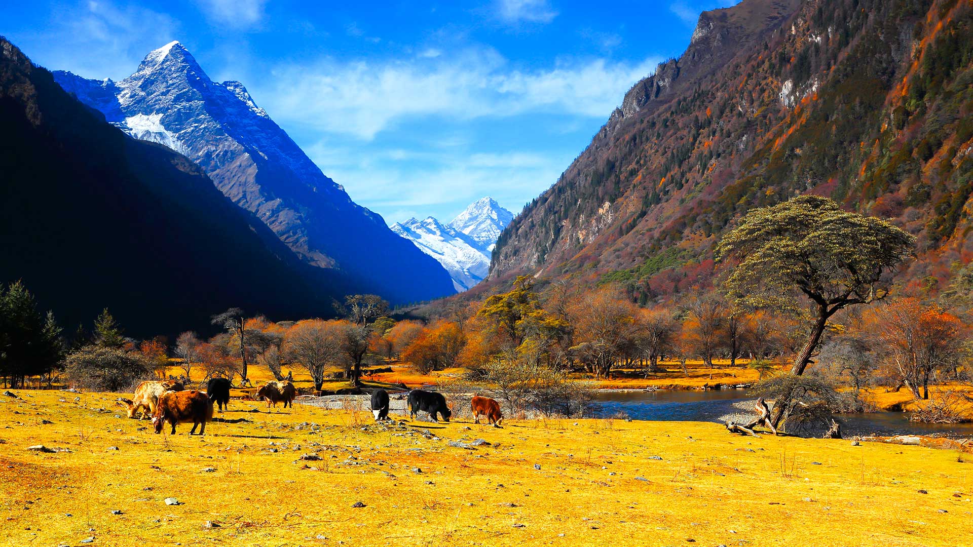 四姑娘山